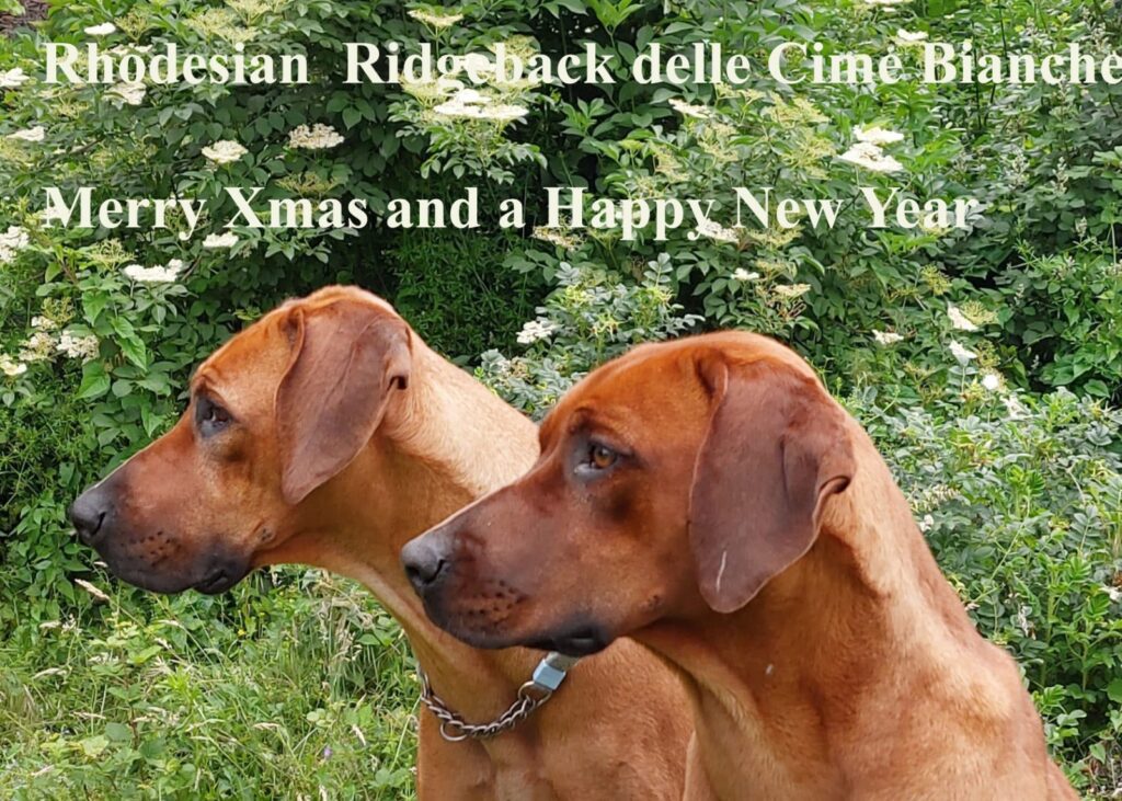 1000036493 - Rhodesian Ridgeback delle Cime Bianche