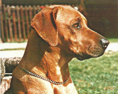 kaya - Rhodesian Ridgeback delle Cime Bianche