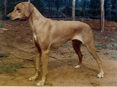 page1 2 - Rhodesian Ridgeback delle Cime Bianche