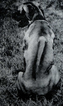 page2 1 - Rhodesian Ridgeback delle Cime Bianche