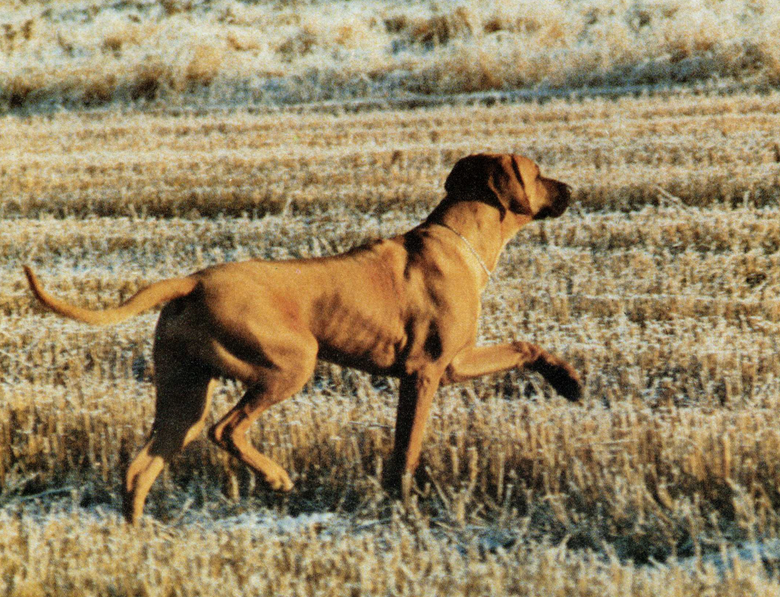 page4 1 - Rhodesian Ridgeback delle Cime Bianche