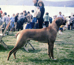 page4 2 - Rhodesian Ridgeback delle Cime Bianche