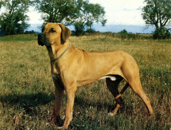 page4 4 - Rhodesian Ridgeback delle Cime Bianche