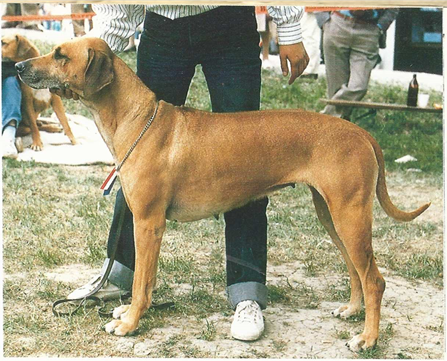 rhea - Rhodesian Ridgeback delle Cime Bianche